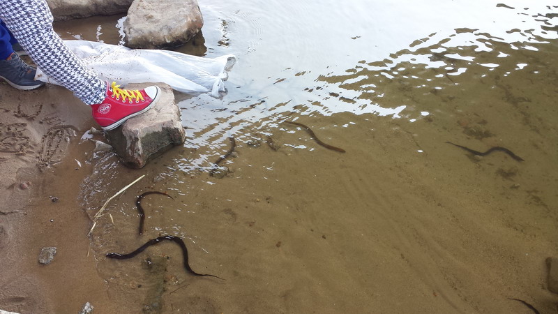 3元 3,放生泥鳅25斤*20=500元 4,放生黄鳝5斤*23=115元 5,放生白鲗鱼